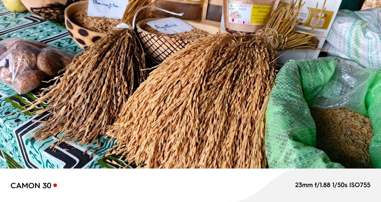 L’APICHI, L’ALLIE INATTENDU DES FEMMES DE BAKOUM
