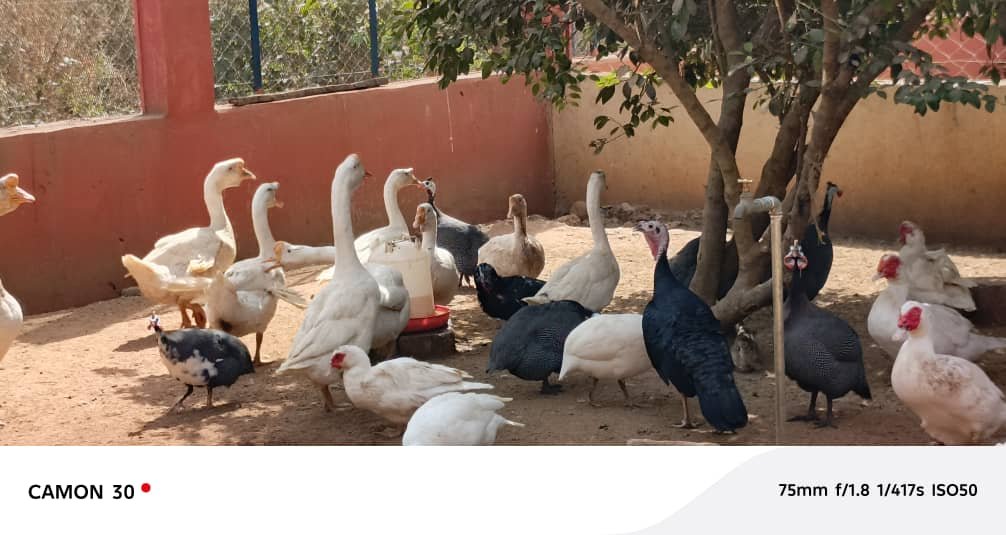 ZIGUINCHOR – SENEGAL – CINQUIEME  ÉDITION DU CIFAP À NIAGUIS - Image 2